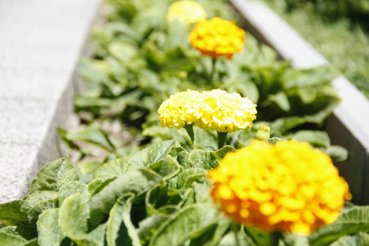 Garden Guesthouse Gjakova Kültér fotó